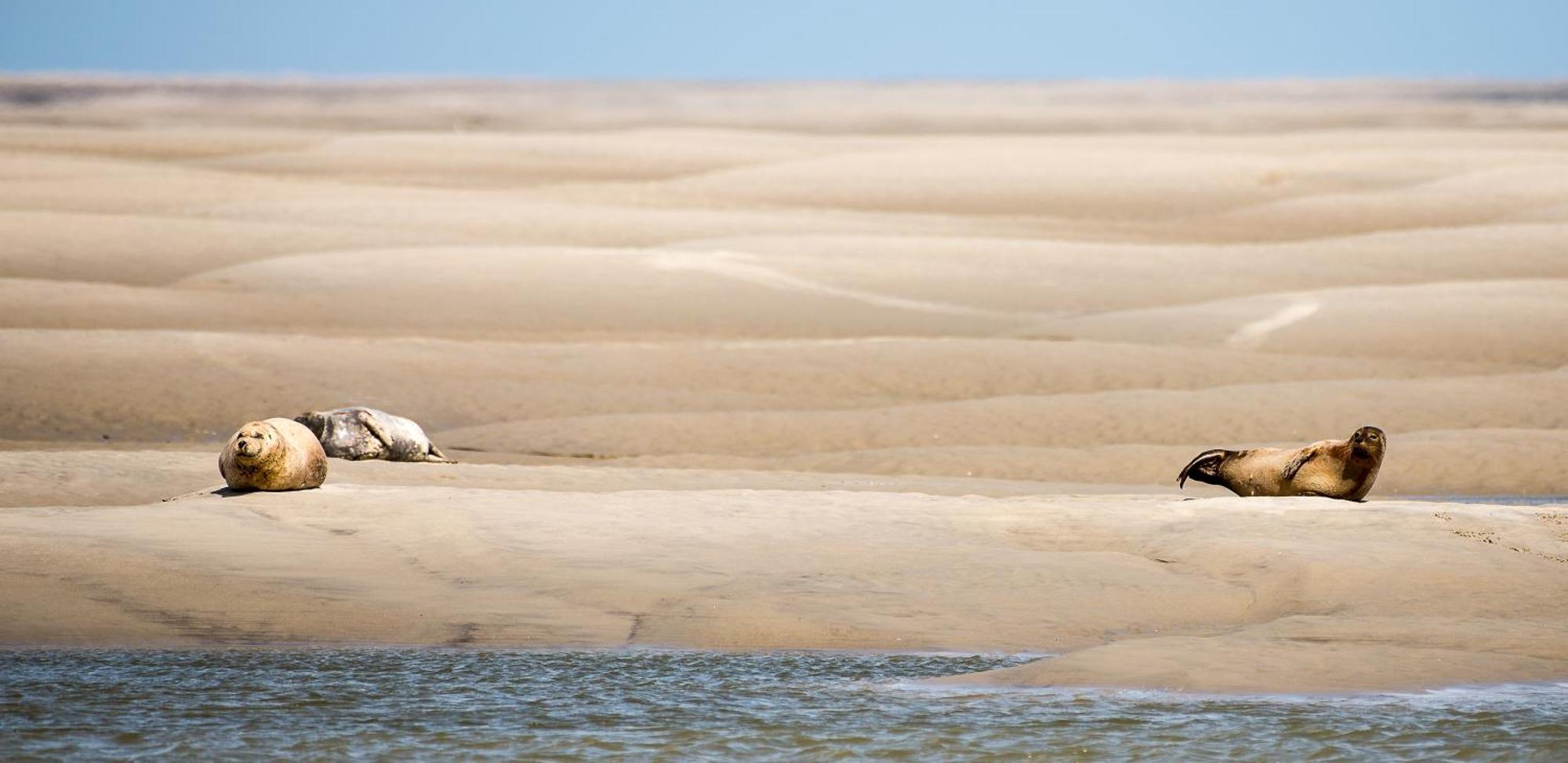 Odyssee Gite Sur Peniche Saint-Valéry-sur-Somme Exteriér fotografie