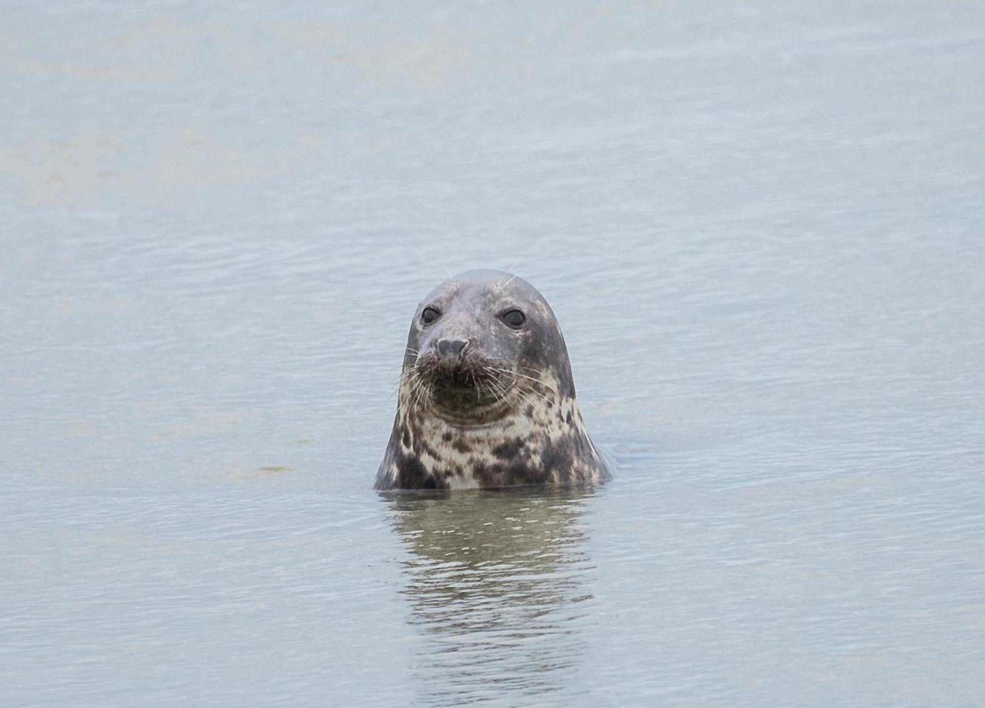 Odyssee Gite Sur Peniche Saint-Valéry-sur-Somme Exteriér fotografie